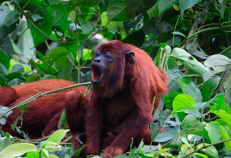 tour in puerto maldonado