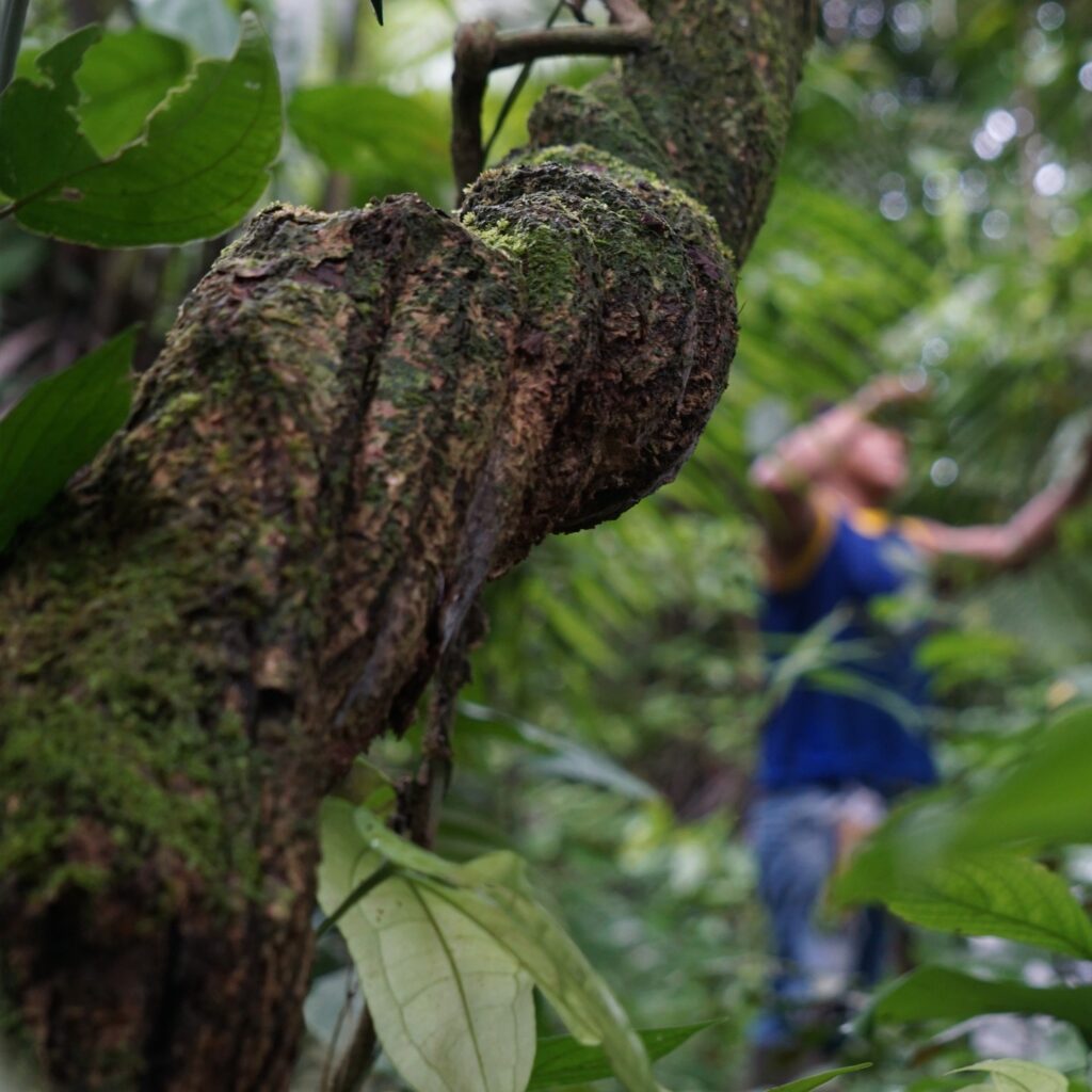 Plantas de la Selva Peruana