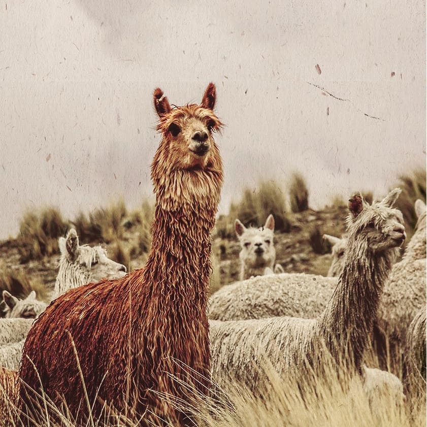 alpacas peruanas
